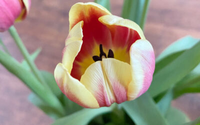 Frohe Ostern!